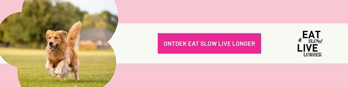 Hond, Golden Retriever, Zoogdier, Huisdier